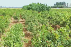 新疆库车：“赛蜜酥”红枣熟了图片