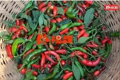 记者探访扶贫路·视频 | 辣椒中的“爱马仕”，让日子红火起来图片