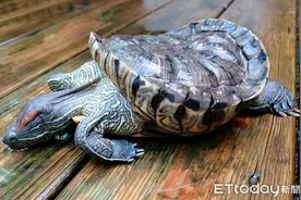 他收编公龟变现成爷爷　2个月后迷你孙破壳萌翻图片