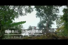白露到 核桃掉 原来核桃是被这样打下来的
