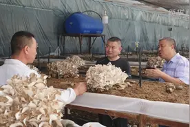 “板栗之乡”迁西：满地栗蘑满地银