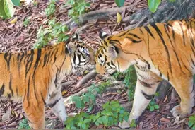 动物园里“情侣”成双秀恩爱图片