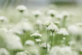 山东潍坊寿光：丰收喜悦 韭花飘香图片