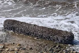 稀有藤壶！英国北威尔士郡居民在沙滩上发现奇怪“圆木”图片