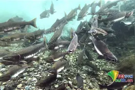 再迎产卵季！日本北海道粉红鲑洄游图片