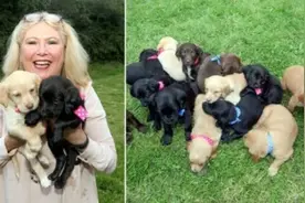 爱尔兰宠物狗一胎分娩16只幼崽创下新纪录图片