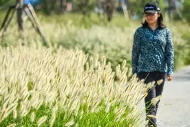 大号彩色版“狗尾巴草”成网红，金秋九月，观赏草也很美图片