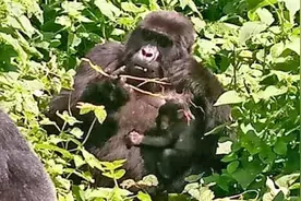 疫情封锁之下，乌干达的山地大猩猩却迎来“婴儿潮”图片