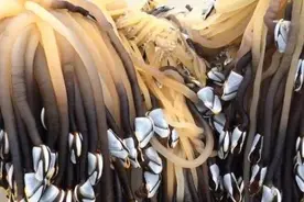 男子在海滩发现“外星生物”似的东西，原是珍贵食材，价值超44万图片