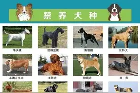 大连回应中华田园犬为何属禁养犬图片