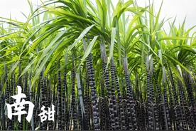 中国蘸料分五派，你家乡里的是哪派？图片