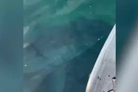 澳大利亚一条大白鲨攻击小船 男子大喊：“它要咬马达”图片