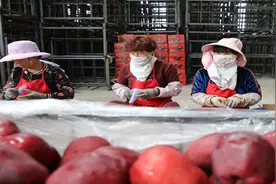 甘肃天水：花牛苹果喜迎丰收季视频封面