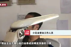 上海一小区流浪猫成群，甚至跳进阳台遛跶！居民间矛盾频发，专家建议→图片