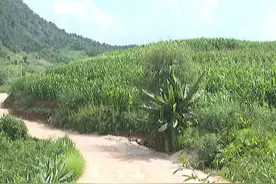 「丽江热线」基层协商修建灰窝村“致富路”视频封面