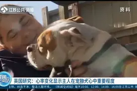 英国研究：心率变化显示主人在宠物犬心中的重要程度视频封面