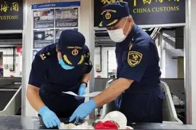 海关发现玩偶“不正常”，拆开发现内藏4000个虫卵，系外来入侵物种图片