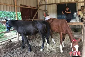 三人骑马救落水者后续：新疆马主捐赠良驹跨越5000公里平安抵达图片