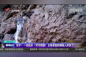 终于！一名枪杀《可可西里》主角原型的嫌疑人抓到了！视频封面