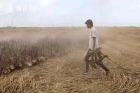 冲鸭！泰国稻农放养1万只鸭子大军吃害虫图片