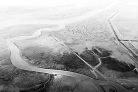 黄河三角洲，“盐碱白”正在变为“生态绿”图片