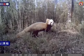 罕见！四川发现褪色小熊猫，网友调侃：悄悄染个头，然后惊艳所有熊图片