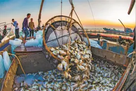 金鲳鱼提前上市 重量平均达400至500克图片