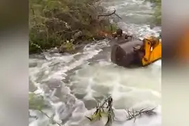 暴雨过后一只流浪狗被卡在灌木丛中 印度警方出动铲车救援图片