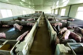 “飞”猪降价 猪肉重返“2”时代图片