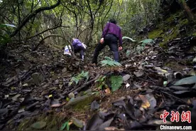 深山割蜜记：跋山涉水收获“大山的馈赠”图片