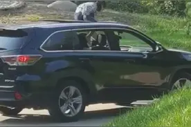 太危险！北京野生动物园，小女孩坐车顶游园图片