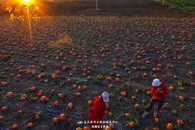 写在乌兰察布大地上的丰收故事图片