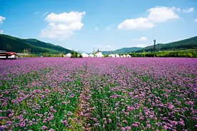 瞭望 | 面临资源型城市发展路径单一的困境，因林而兴的伊春怎么办？图片