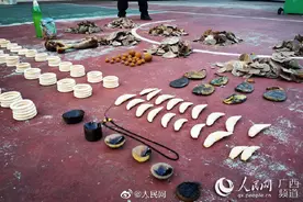 崇左查获虎骨熊胆象牙等案值百万图片