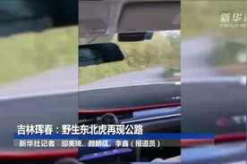 吉林珲春：野生东北虎再现公路视频封面