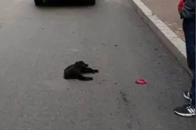 狗没拴绳被车轧死，主人索赔6000元！律师分析：犬主负有大部分责任图片
