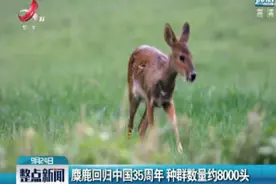 麋鹿回归中国35周年 种群数量约8000头视频封面