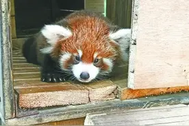 “欢喜坨”和“糯米鸡”十月出道图片