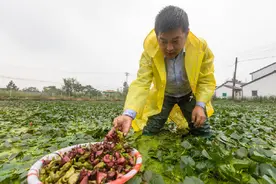 长假游玩好去处！海曙这个地方可以“下水采菱”图片