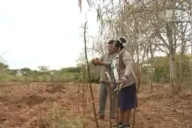 “公司+科研+农户”！中国模式助力肯尼亚减贫事业视频封面