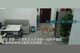 狗狗趁主人睡觉开冰箱偷吃雪糕怎么回事？监控曝光太神奇了图片