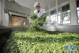 河北滦平：延伸中药材产业链 助力乡村振兴图片