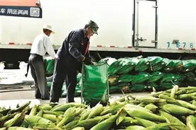 鲜食玉米出山记图片