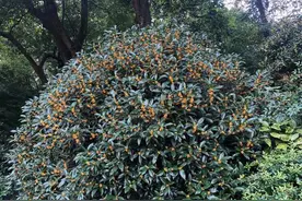 “秋天的第一杯”杭州人只认它！原来龙井除了绿色，还可以是黄色和红色图片