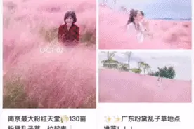 粉了！郑州的粉黛乱子草开好了，刷爆朋友圈！美得像童话，千万别错过图片