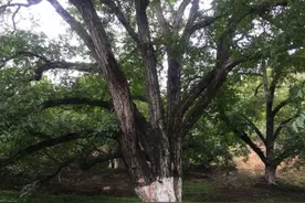 楚雄大姚三台乡560棵古树核桃实现“私人认购”图片