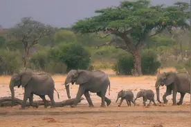 津巴布韦大象死亡之谜被揭开，专家：还会有更多大象在短期内死亡图片