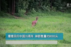 麋鹿回归中国35周年 种群数量约8000头视频封面