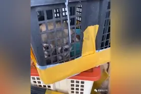 电商平台有商家售卖活体动物，多家快递公司默许邮寄但不保活图片