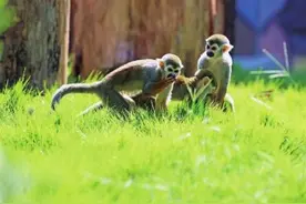 济南动物园：“小动物乐园”开园图片